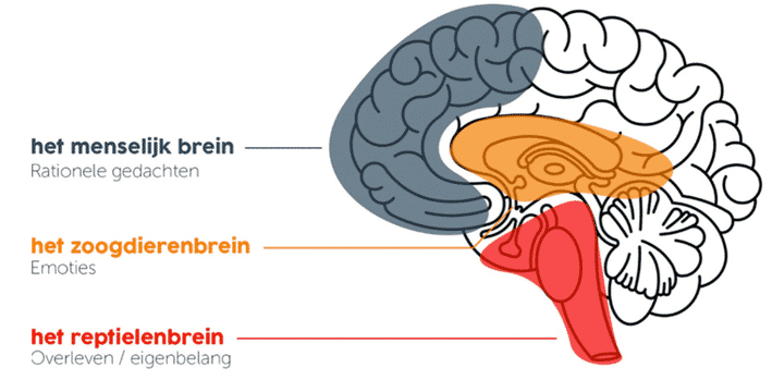 brein 1